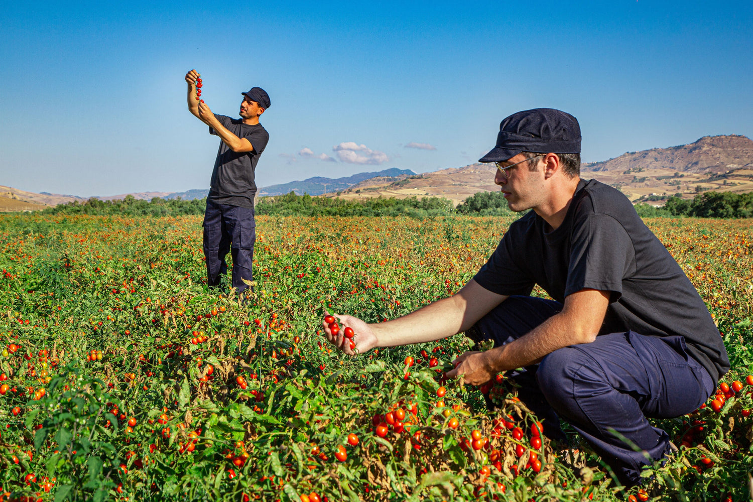 Our tomato farm in Italy