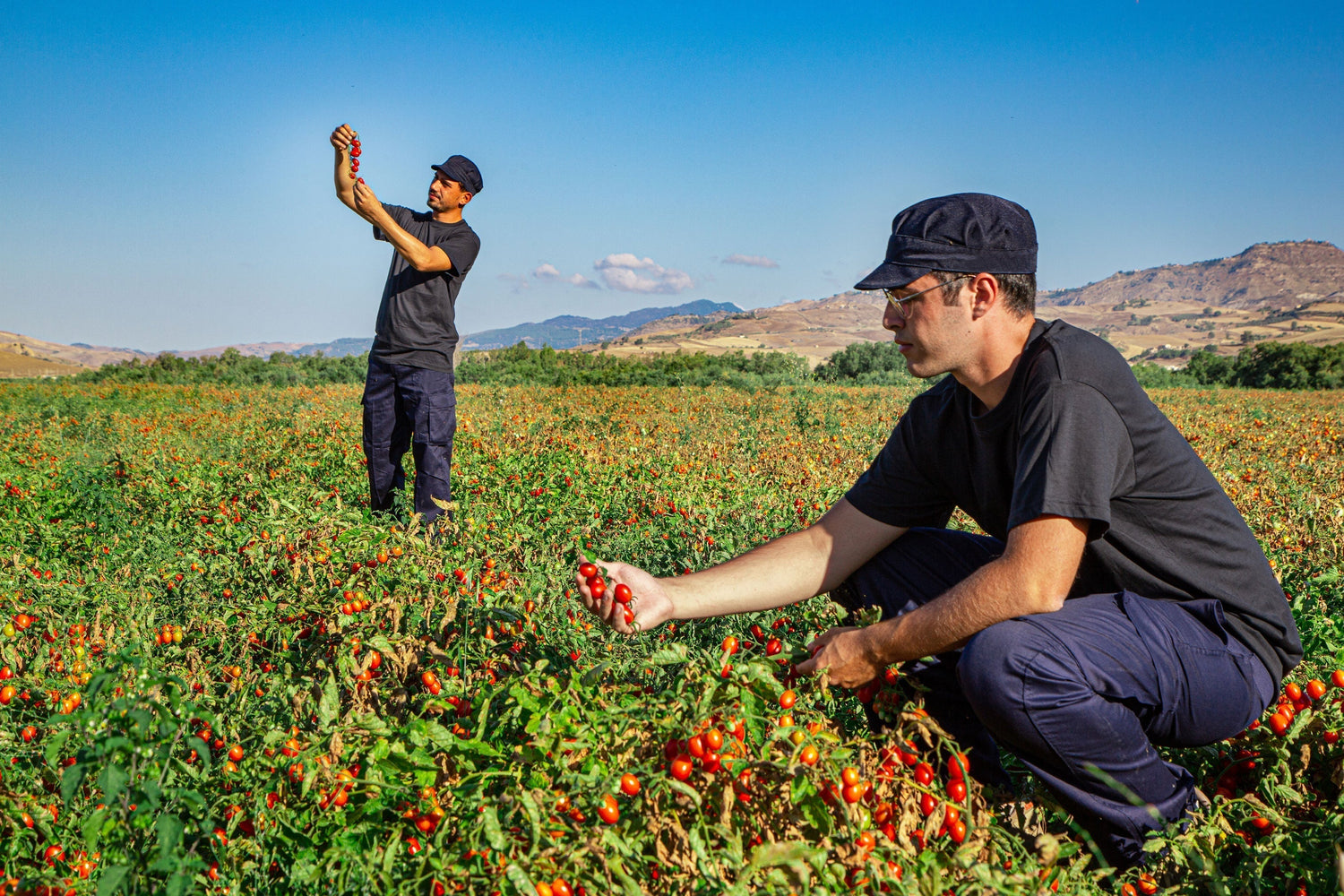 Our tomato farm in Italy