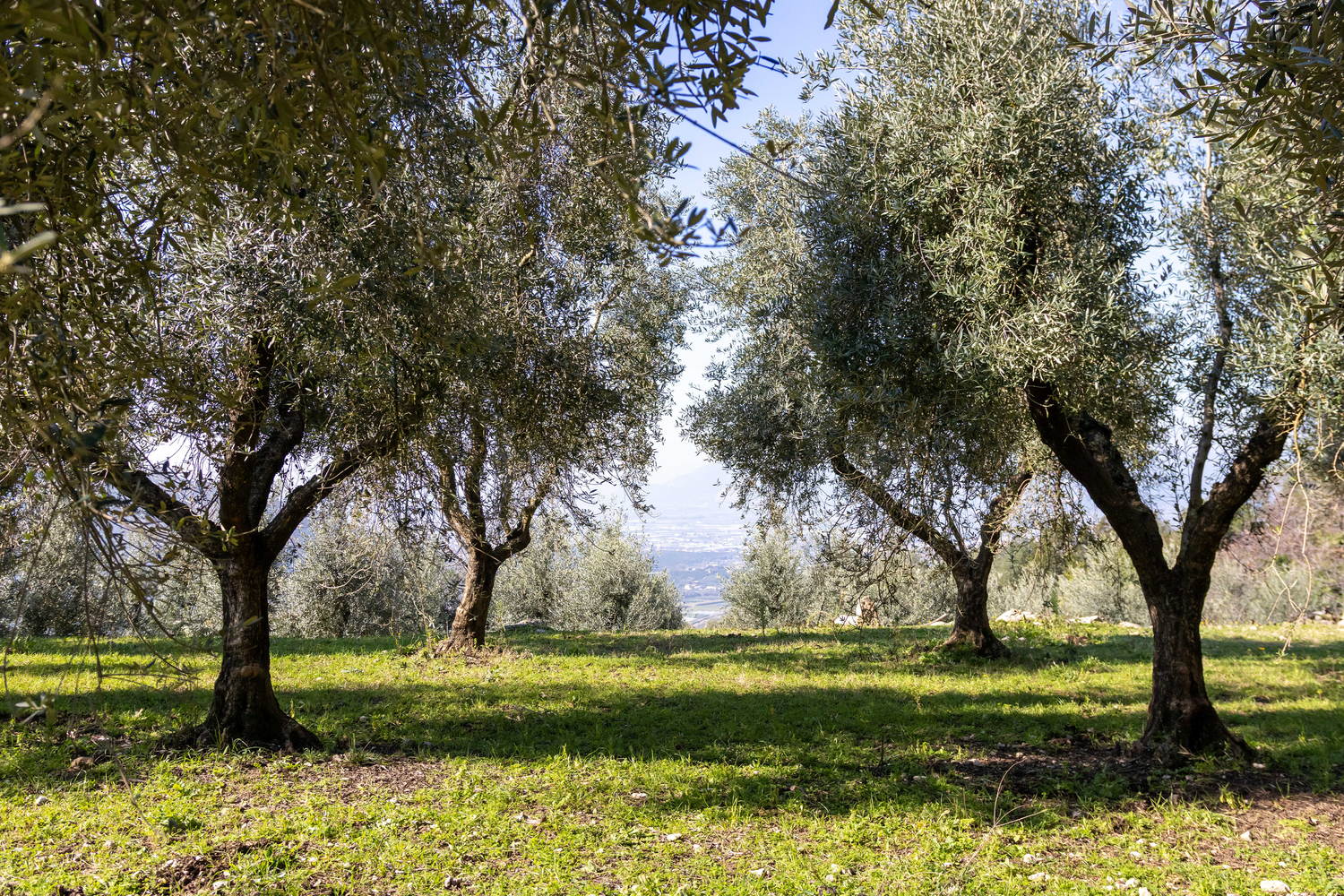 Our Olive Oil Sustainability