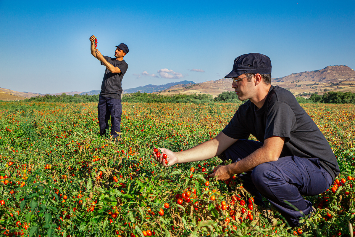 What Makes Italian Tomatoes Different?