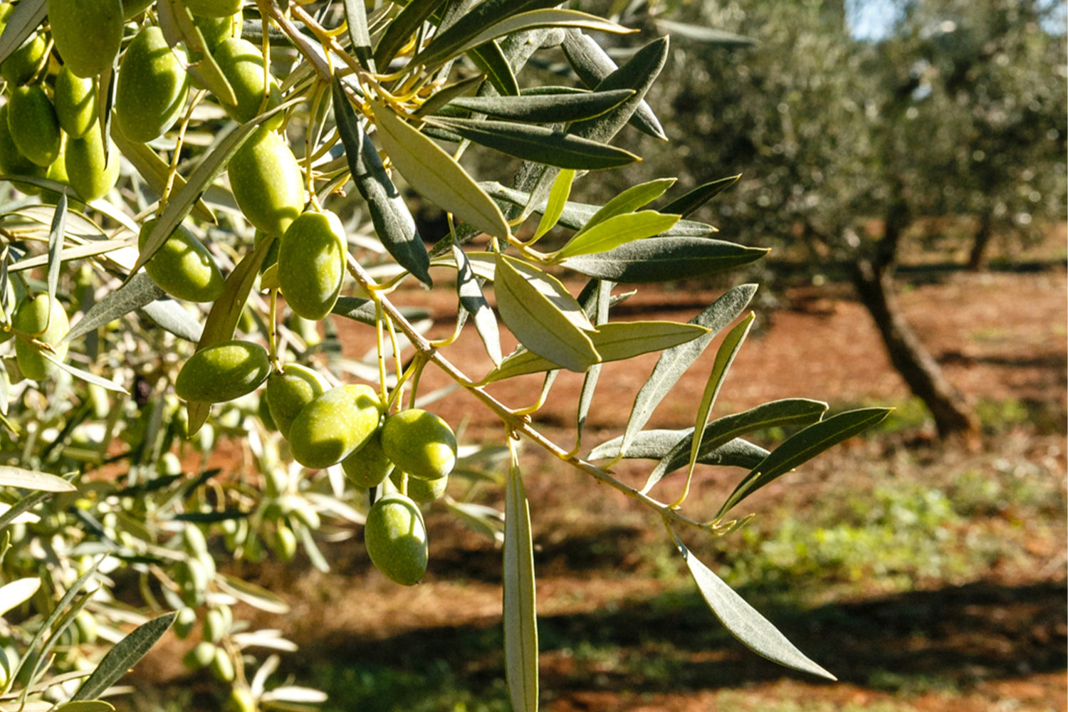 Olive orchard