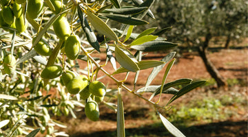 Olive Oil Sustainability