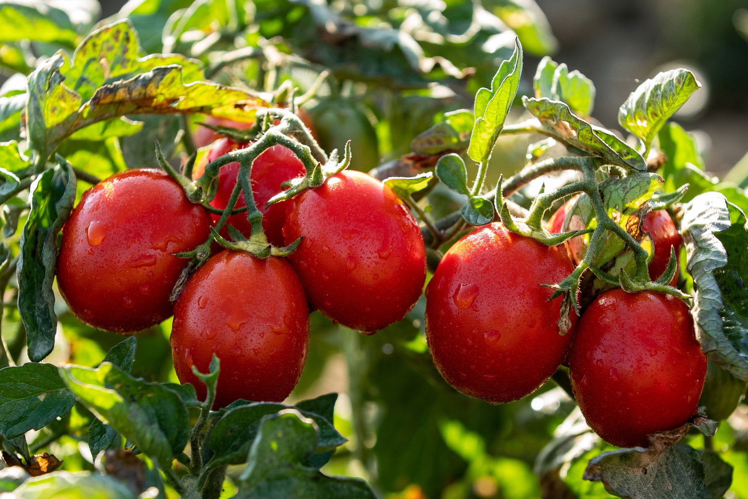 Discover The Importance Of Our 100% Italian Tomatoes