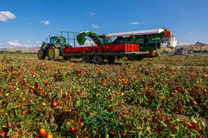 Tomato field in sicily farming tomatoes