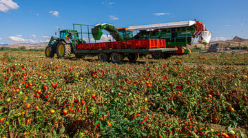 Tomato field in sicily farming tomatoes